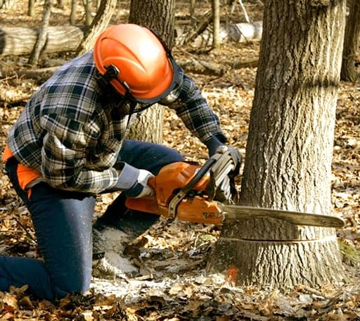 Tree Removal in Wright City, OK